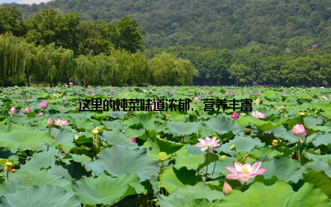 这里的炖菜味道浓郁, 营养丰富